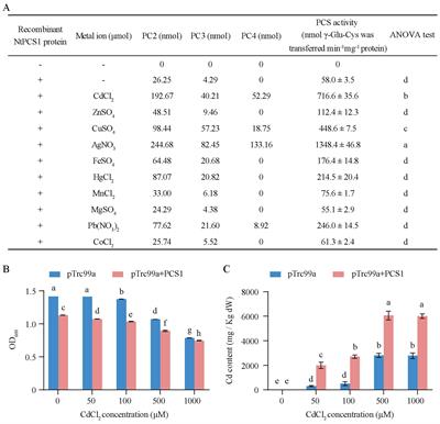 Characterization of a Nicotiana tabacum phytochelatin synthase 1 and its response to cadmium stress